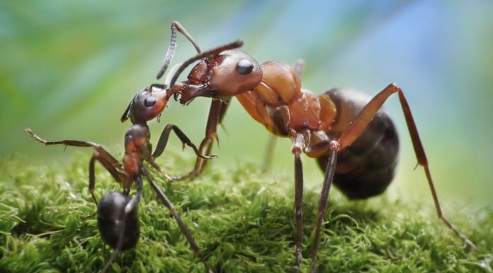 Kisah Para Nabi: Sulaiman Dan Semut-Semut