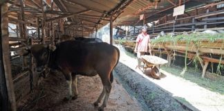kotoran sapi