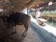 kotoran sapi