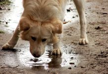 Keluasan Rahmat Allah: Lelaki yang Memberi Minum Seekor Anjing Keluasan Rahmat Allah: Lelaki yang Memberi Minum Seekor Anjing