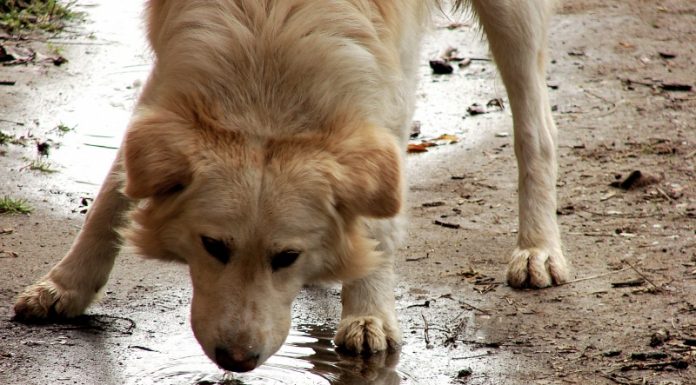 Keluasan Rahmat Allah: Lelaki yang Memberi Minum Seekor Anjing