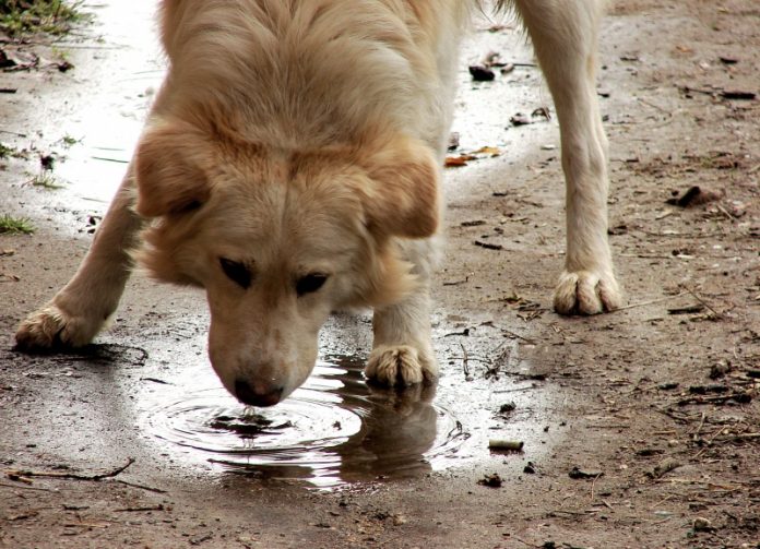 Keluasan Rahmat Allah: Lelaki yang Memberi Minum Seekor Anjing