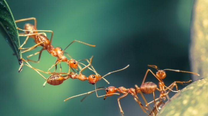 manfaat diciptakannya semut