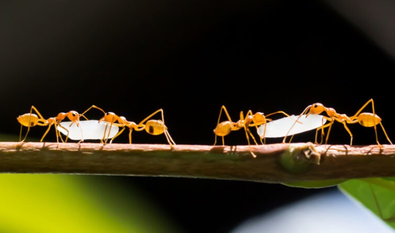 manfaat diciptakannya semut