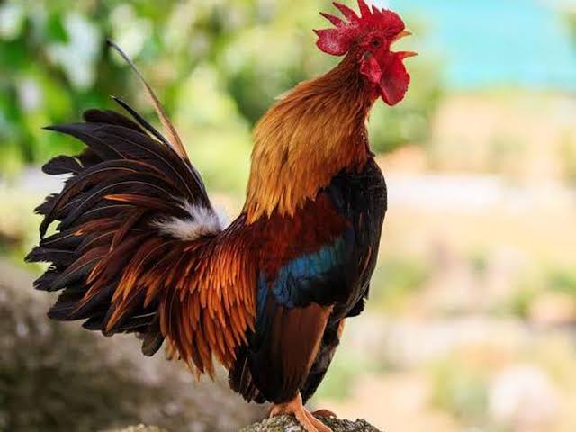 Mangkuk Ayam Jago