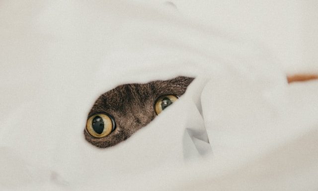 membuka rahasia orang lain