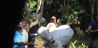 Manfaat dan Keberkahan Menabung untuk Ibadah Qurban menabung untuk ibadah qurban