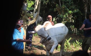 menabung untuk ibadah qurban
