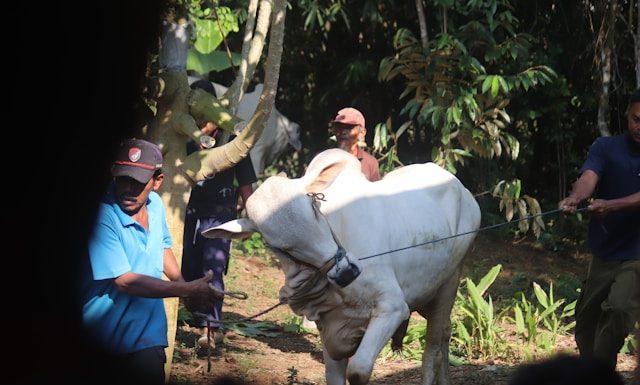 menabung untuk ibadah qurban