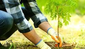 menanam pohon sebagai amal jariyah