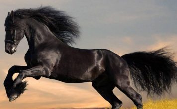 mengetahui makna berkuda menurut Islam