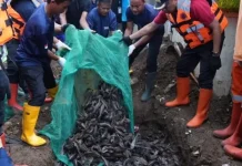 mengubur ikan sapu-sapu hidup-hidup