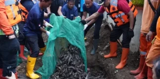mengubur ikan sapu-sapu hidup-hidup