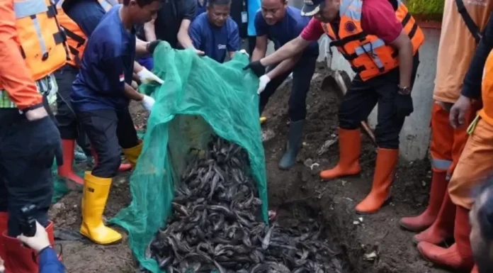 mengubur ikan sapu-sapu hidup-hidup