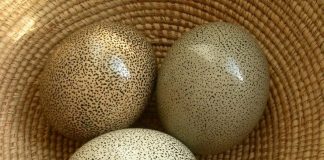 motivasi islam semangat sedekah dari telur burung unta dan telur cicak