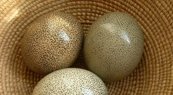 Telur Cicak dan Telur Burung Unta (Motivasi Islam Rajin Sedekah) motivasi islam semangat sedekah dari telur burung unta dan telur cicak