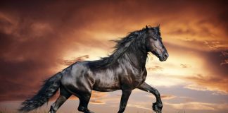 Nama Kuda Rasulullah