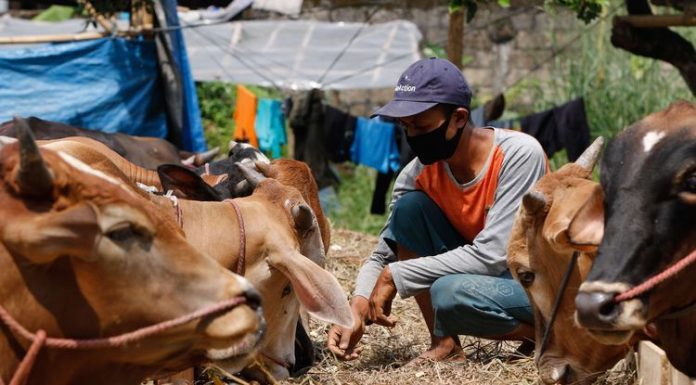 Memahami Nilai Pendidikan Dalam Ibadah Kurban nilai pendidikan dalam ibadah kurban