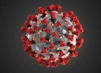 pembuat virus corona