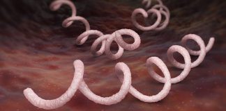 penyakit kelamin sifilis