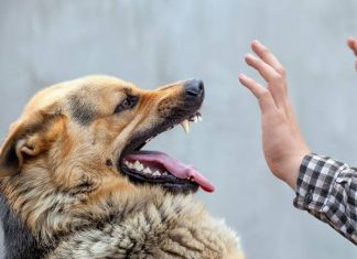 Kenali Penyakit Rabies, Pentingnya Umat Menjaga Kesehatan Tubuh penyakit rabies