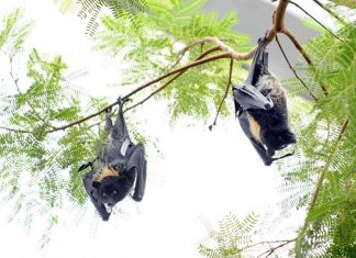 Penyebaran virus Nipah