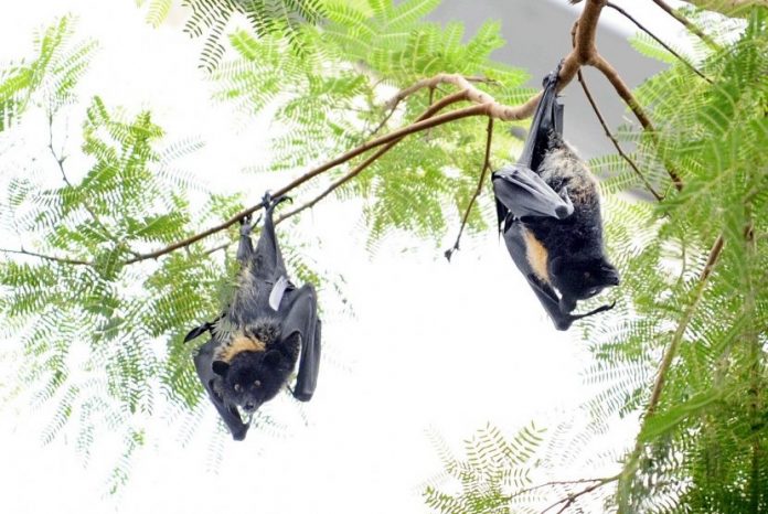 Penyebaran virus Nipah