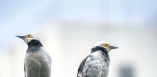 perselisihan di masa sahabat