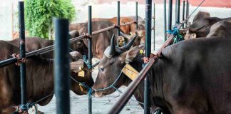 sidang isbat Idul Adha