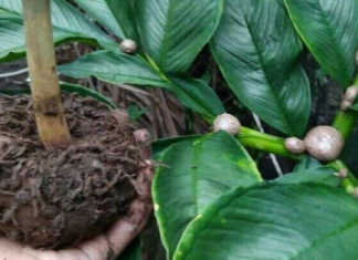 Tanaman Porang Menjadi Primadona, Selalu Ada Hikmah dari Segala Ciptaan Allah SWT! tanaman porang