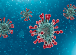 virus corona berasal dari